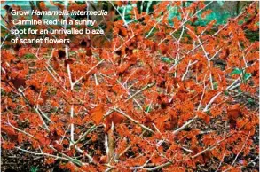  ??  ?? Grow Hamamelis intermedia ‘Carmine Red’ in a sunny spot for an unrivalled blaze of scarlet flowers