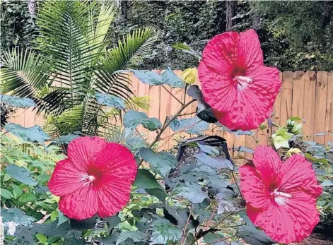  ?? NORMAN WINTER/TNS ?? The Summerific Holy Grail is blooming in August as the leaves have darkened and against a backdrop of palms creating a touch of tropical paradise.