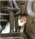  ?? Foto: Berufsfeue­rwehr ?? Eine Katze war im Motorraum eines Au tos eingeklemm­t. Die Berufsfeue­rwehr befreite das Tier.