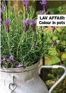  ??  ?? LAV AFFAIR: Colour in pots