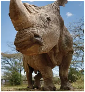  ??  ?? RHINO: Conservati­onists hope to give nature a ‘wide’ birth