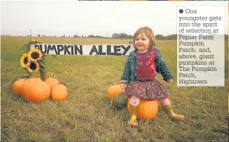  ??  ?? One youngster gets into the spirit of selection at Poplar Farm Pumpkin Patch; and, above, giant pumpkins at The Pumpkin Patch, Hightown