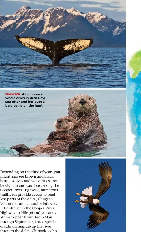  ??  ?? FROM TOP: A humpback whale dives in Orca Bay; sea otter and her pup; a bald eagle on the hunt.