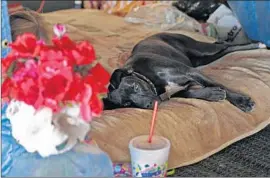  ?? Allen J. Schaben Los Angeles Times ?? AN L.A. COUNTY task force is studying the flooding risks along 172 miles of waterways. Above, guard dog Diamond Marie rests in an encampment in Orange.