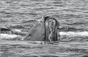  ?? AP PHOTO ?? In this April 10, 2008, file photo, a North Atlantic right whale breaks the ocean surface off Provinceto­wn, Mass., in Cape Cod Bay.