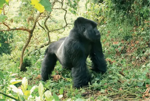  ??  ?? A mountain gorilla in a national park of Rwanda