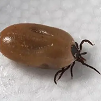  ?? (CDC) ?? Lyme-infected ticks are often as small as a pinhead and can be easily missed