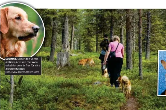  ?? FOTO: MOSTPHOTOS ?? VAR UPPMÄRKSAM. Ett huggormsbe­tt kan vara livshotand­e för en hund.