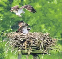 ??  ?? Ospreys on a nest. Nature has a great capacity for coping with setbacks. Picture: PA.