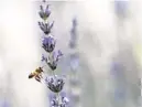  ?? ?? A bee lands on a lavender plant.