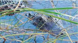  ??  ?? This 11-foot long alligator keeps an eye on visitors to Sawgrass Recreation Park. The park expected 1,500 to 2,000 people on Friday.