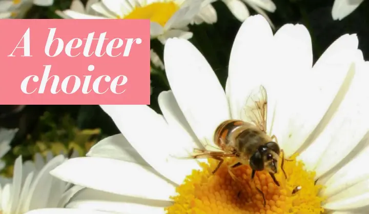  ?? (Karen Sierer/The Crescent News/AP) ?? MAIN: Shasta daisies are a better alternativ­e to ox-eye daisies and have the added benefit of attracting bees and other pollinator­s.