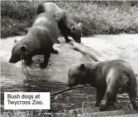  ??  ?? Bush dogs at Twycross Zoo.