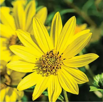  ?? ?? Royal tribute: Perennial sunflower Helianthus Lemon Queen is an autumn delight