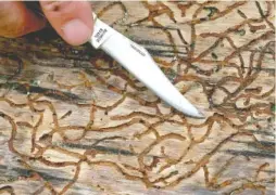  ?? CONTRIBUTE­D PHOTOS ?? The trail of the southern pine beetle (seen magnified above left) after it bores its way into the trees it has been killing is very evident after the bark has been removed. The 3-mm-long beetle can be devastatin­g to forestry industries.