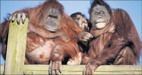  ??  ?? Orangutan family at Twycross Zoo in the summer sun