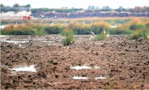  ??  ?? 福建泉州湾河口湿地自­然保护区地貌遭到较大­破坏
