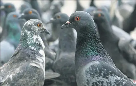  ?? [ EPA/Narong Sangnak ] ?? Ihre „Stammtaube­n“würden helfen, „fremde Tauben“zu vertreiben, meinte die Mieterin über ihr Fütterungs­projekt.