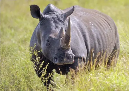  ?? PICTURE: ARMAND HOUGH ?? FRAGILE: A white rhino in the Kruger National Park. A new court ruling could sound the death knell for these animals.