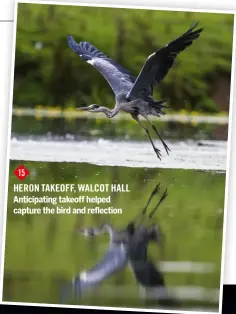  ??  ?? 15
HERON TAKEOFF, Walcot Hall Anticipati­ng takeoff helped capture the bird and reflection