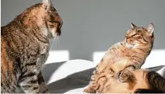  ?? Foto: wip studio, Fotolia ?? Auch Katzen wollen nicht immer nur kuscheln – sie können sogar ziemlich fies sein und sich gegenseiti­g mobben.