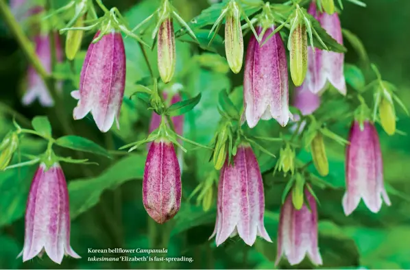  ??  ?? Korean bellflower Campanula takesimana ‘Elizabeth’ is fast-spreading.