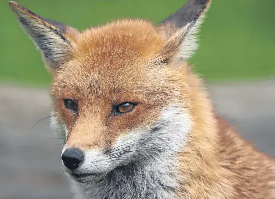  ?? Picture: Getty. ?? Jim has an idea to highlight the plight of the red fox across the UK: An eight-hour, prime-time series called Red Planet.