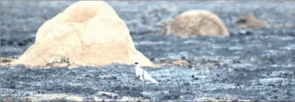  ??  ?? ASH: Nearly 50 000ha of grazing land was destroyed in a veld fire, which apparently started on Thursday evening while police were destroying contraband in a quarry about 10km outside Kimberley. Picture: Soraya Crowie