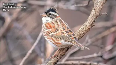  ??  ?? Rustic Bunting, Thursley Common, Surrey, March