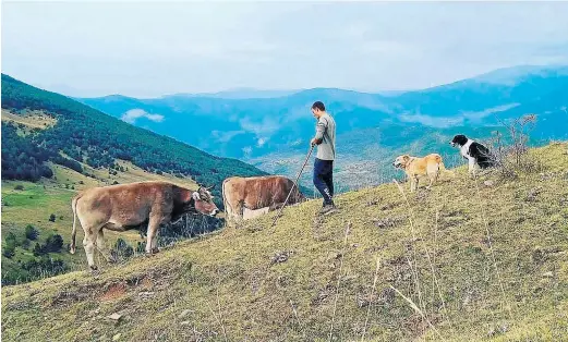  ?? ?? Raúl Acín Cazcarra, con sus vacas Parda de Montaña en el núcleo de Orós Alto, en Biescas.