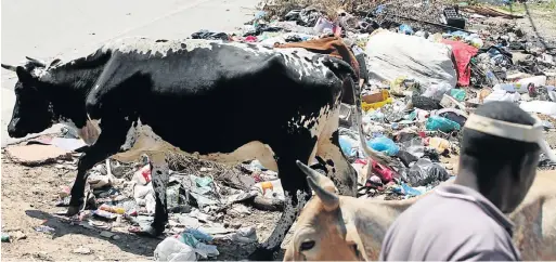  ?? Pictures: BRIAN WITBOOI ?? TRASH COLLECTION: Cattle roam through an illegal dump site on a pavement in Yoyo Street, Walmer Township