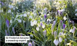  ??  ?? Sir Frederick became a snowdrop expert