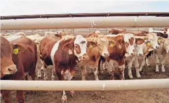  ?? ?? ÁLVARO BUSTILLOS precisó que el hato ganadero en el estado de Chihuahua actualment­e ronda un millón 300 mil vacas