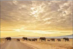  ?? CARL DE SOUZA/AFP ?? A herd of elephants walking in Amboseli National Park in Kenya last year.