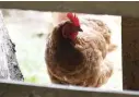  ?? Ap ?? HEN HOUSE: A chicken looks in the barn at Honey Brook Farm in Schuylkill Haven, Pa. The state Department of Agricultur­e confirmed a case of avian influenza in nearby Lancaster County.