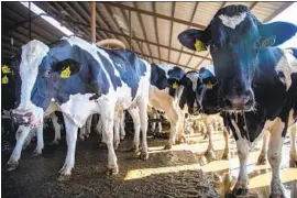  ??  ?? THE HOLSTEINS return to their pens from the milking facility. Each of the 2,300 dairy cows is milked three times a day to produce 90 pounds of milk.