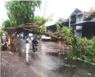  ?? MALIK FOR JAWA POS ?? NEKAT: Beberapa pengendara motor menerobos pohon yang roboh di Jalan Raya Menganti, Kecamatan Menganti, kemarin.