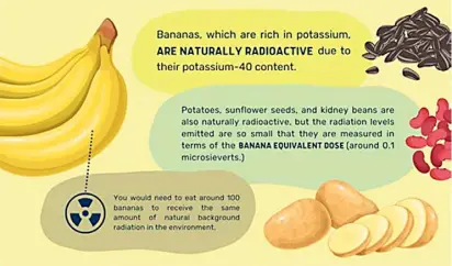  ?? PHOTOGRAPH­S COURTESY OF DOST-PNRI ?? THE presence of low levels of potassium-40 in bananas makes the fruit naturally radioactiv­e. The same element is found in potatoes, sunflower seeds, and kidney beans but the Philippine Nuclear Research Institute under the Department of Science and Technology says not to worry, ‘it’s all-natural and safe.’