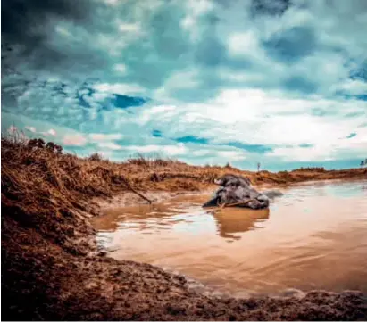  ??  ?? A buffalo soaks itself in a puddle of water to beat the summer heat