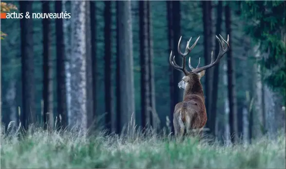  ??  ?? À l’instar de l’agricultur­e, le modèle contempora­in de sylvicultu­re (plantation et monocultur­e) qui a fragilisé la forêt est à revoir. Face à ce contexte, l’impact des cervidés sera de moins en moins toléré.