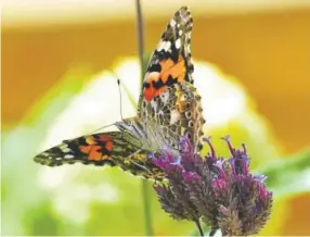  ?? Paul Aiken, Daily Camera ?? A painted lady butterfly alights on a plant on the Pearl Street Mall in Boulder this week.