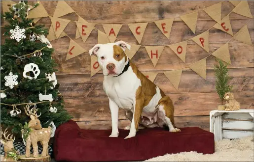  ?? SUBMITTED PHOTO ?? The Brandywine Valley SPCA is seeking fosters as part of its third annual Holiday Sleepovers.