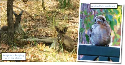  ??  ?? Kangaroos keeping cool in the shade.
A friendly kookaburra.