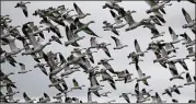  ?? AP 2019 ?? Snow geese take flight in the Skagit Valley near Conway, Wash. The Biden administra­tion reversed a Trump policy that weakened enforcemen­t of bird protection­s.