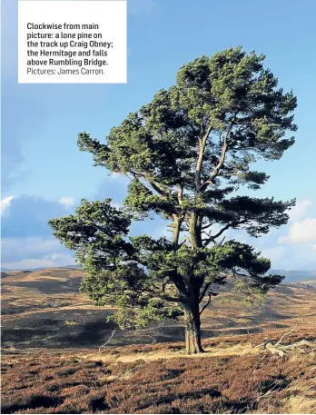  ?? Pictures: James Carron. ?? Clockwise from main picture: a lone pine on the track up Craig Obney; the Hermitage and falls above Rumbling Bridge.