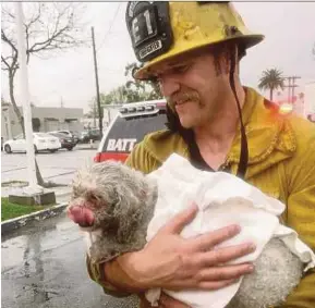  ?? AP PIC ?? Firefighte­r Andrew Klein with Nalu in California.
