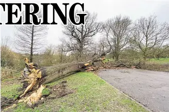  ?? Picture: Sandy Fleming ?? A large tree fell at Mote Park, in Maidstone