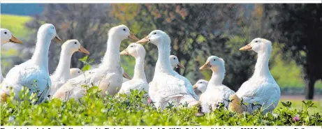  ??  ?? Tierschutz­siegel als Garantie für artgerecht­e Tierhaltun­g mit Auslauf: Zwölf Bio-Betriebe mit höchstens 3000 Pekingente­n pro Stall Deutschlan­d.