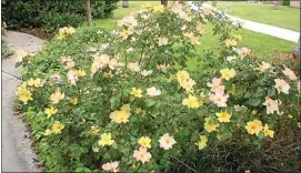  ?? COURTESY OF UC COOPERATIV­E EXTENSION ?? Roses, such as this yellow Flutterbye, make colorful additions to a landscape. Home landscapin­g will be one of the topics covered in the UC Cooperativ­e Extension’s upcoming horticultu­re class that begins Tuesday.