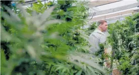  ?? Photo / Three ?? Expect a viewership high from Patrick Gower: On Weed, with the doco looking at whether legalised grass will be greener for Kiwis.